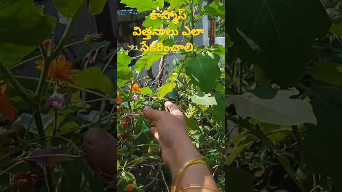 కాస్మోస్ విత్తనాలు ఎలా సేకరించాలి.#youtubeshorts#shorts#gardening#tips