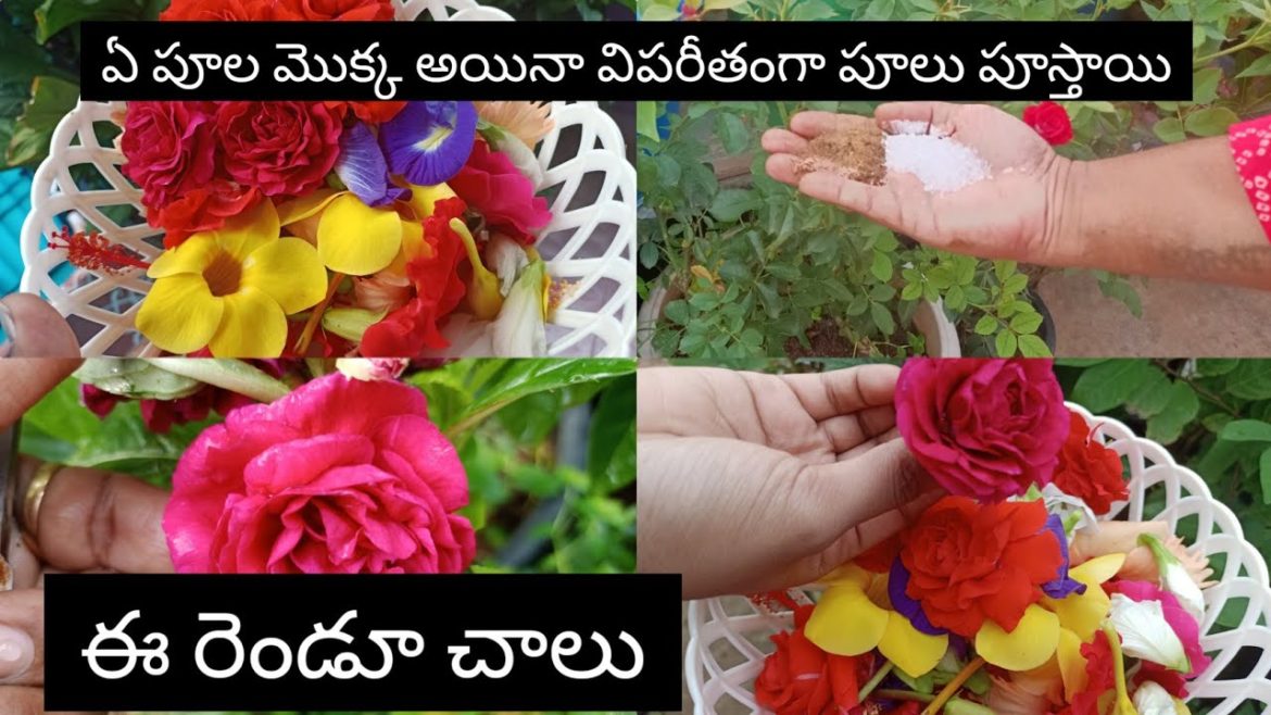 How to get more Flowers on any flower plants | Simple fertilizer for Boosting Flowers How to get more Flowers on any flower plants | Simple fertilizer for Boosting Flowers