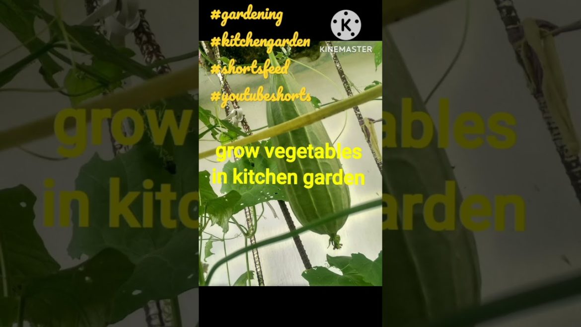 kitchen garden से क्या क्या mila#gardening #gardeningtips #shortsfeed#shortvideo