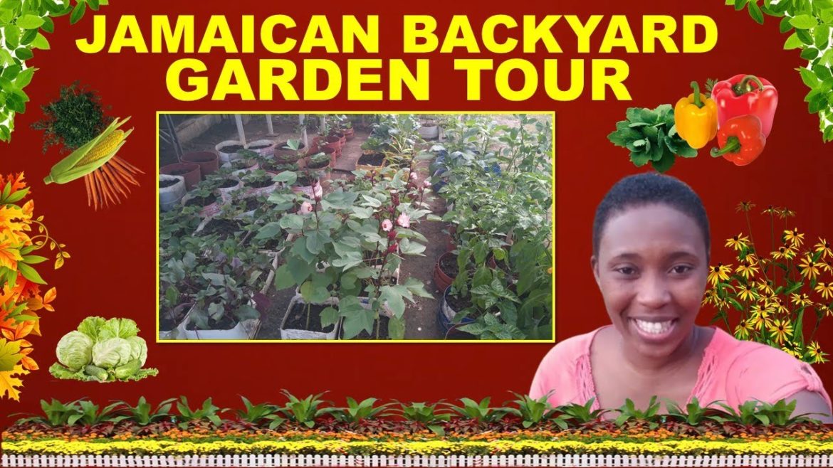 Jamaican Backyard Garden(Container Garden Tour) Jamaican Backyard Garden(Container Garden Tour)