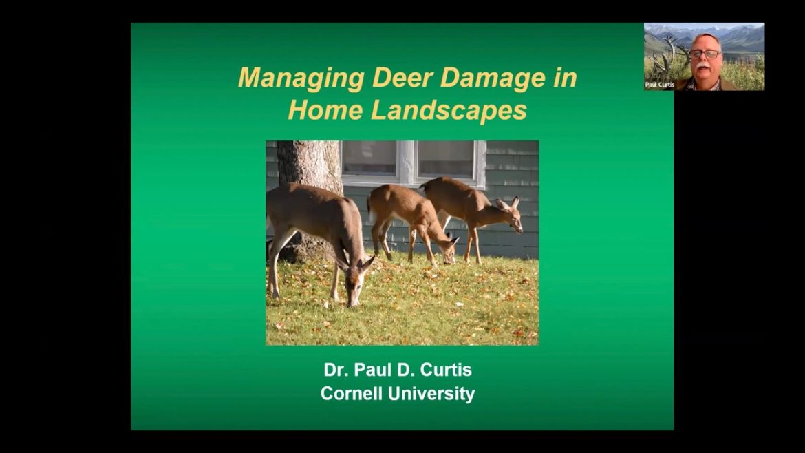 IPM Approaches for Managing Deer Damage | Where you Chuck your Pumpkins Matters? 11/4/22