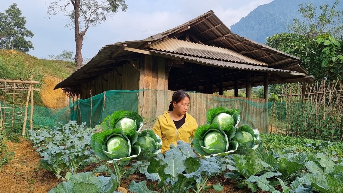 How to take care of the vegetable garden, Helping parents raise pigs, Life at home  | Ep.23