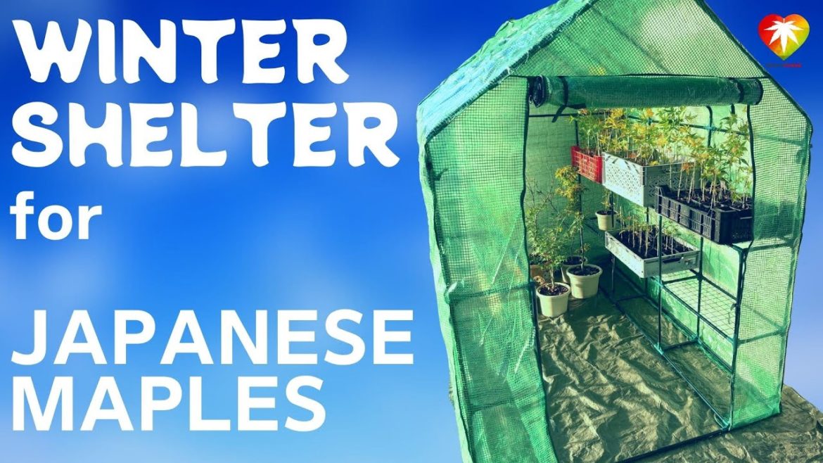 Winter shelter for Japanese maples Winter shelter for Japanese maples