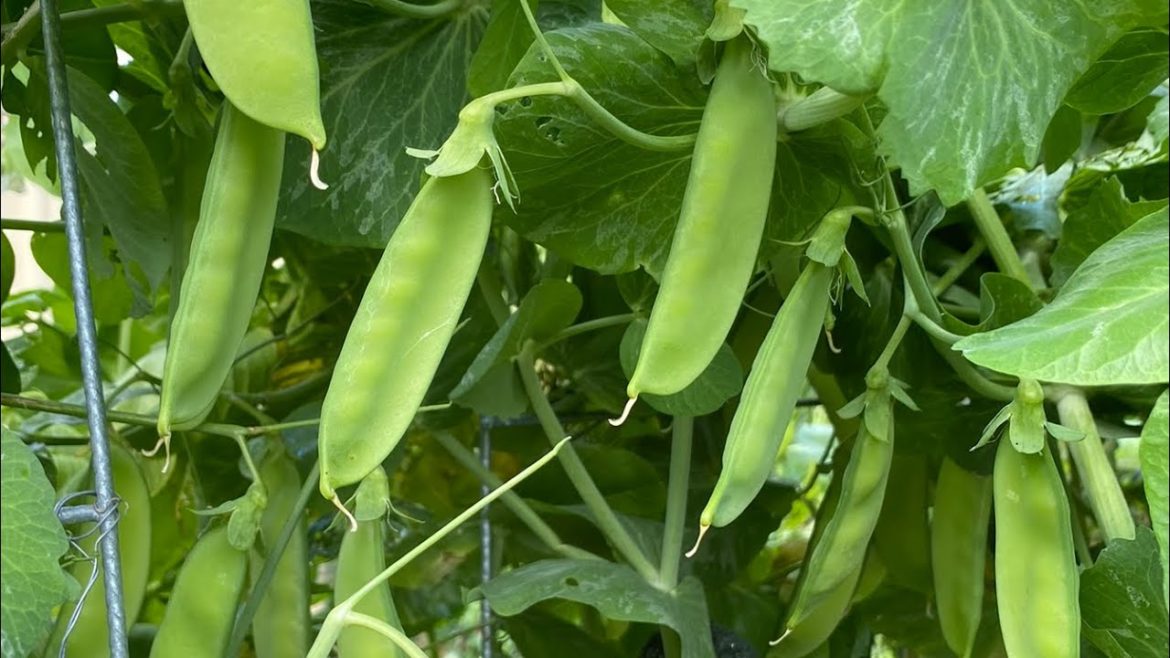 Weekend backyard garden tour!