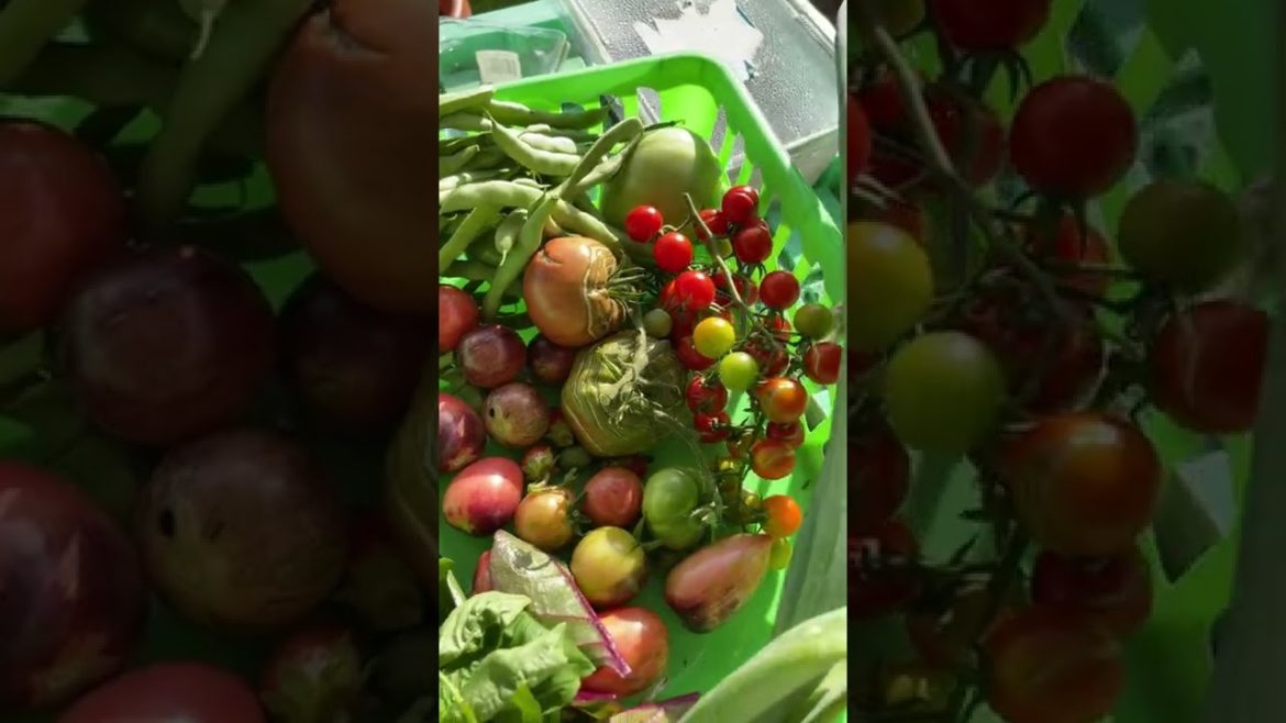 Todays Garden Harvest || Shorts #5 || Steffanie’s Journey