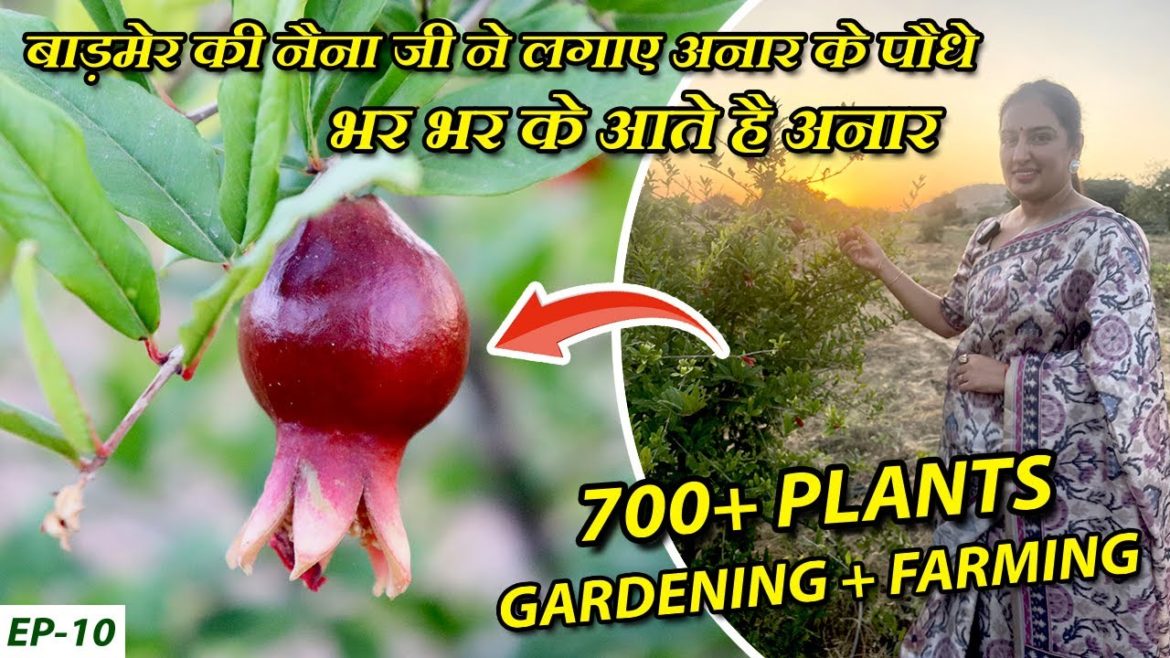 अनार की गार्डनिंग | भर भर के आते है अनार | Anar (Pomegranate) Gardening Tips in Hindi | Step by Step अनार की गार्डनिंग | भर भर के आते है अनार | Anar (Pomegranate) Gardening Tips in Hindi | Step by Step
