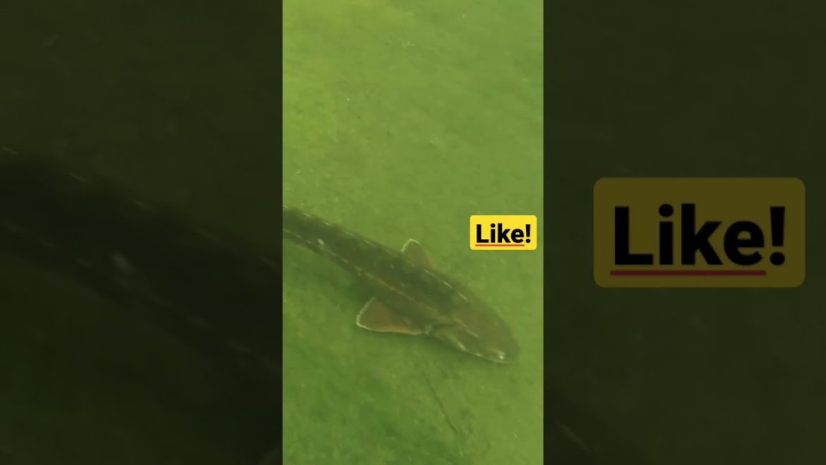 Stör 1,5 Meter im Gartenteich! 🐋🐟🐠 Big fish in backyard garden pond 🧜♂️ Осётр в домашнем пруду Stör 1,5 Meter im Gartenteich! 🐋🐟🐠 Big fish in backyard garden pond 🧜♂️ Осётр в домашнем пруду