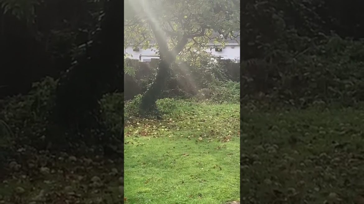 'Feed the birds' says the Quarantine Gardener… 'Feed the birds' says the Quarantine Gardener...