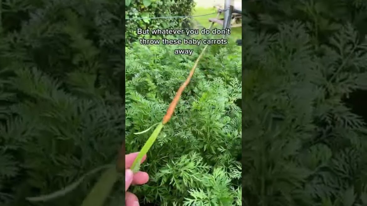 Carrot Harvesting Tips #shorts #gardening #gardeningtips #carrot
