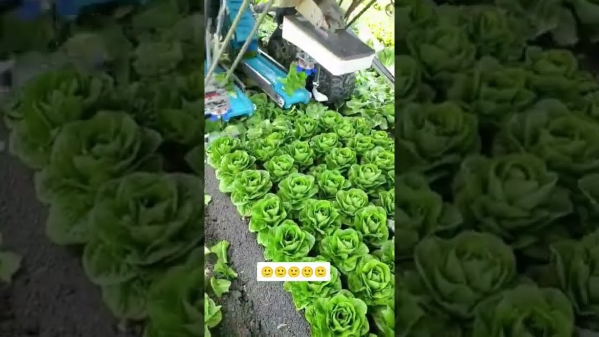 Machines are harvesting salads #Oddlysatisfying #shorts #satisfying #funny #Agriculture #harvest Machines are harvesting salads #Oddlysatisfying #shorts #satisfying #funny #Agriculture #harvest