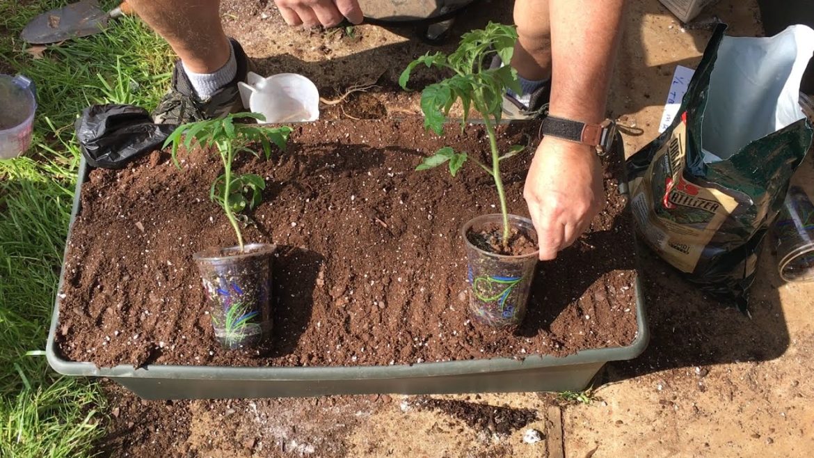PLANTING SEEDLINGS IN EARTHBOXES AND WICKING TUBS – CONTAINER GARDENING IS SO EASY π± PLANTING SEEDLINGS IN EARTHBOXES AND WICKING TUBS - CONTAINER GARDENING IS SO EASY π±