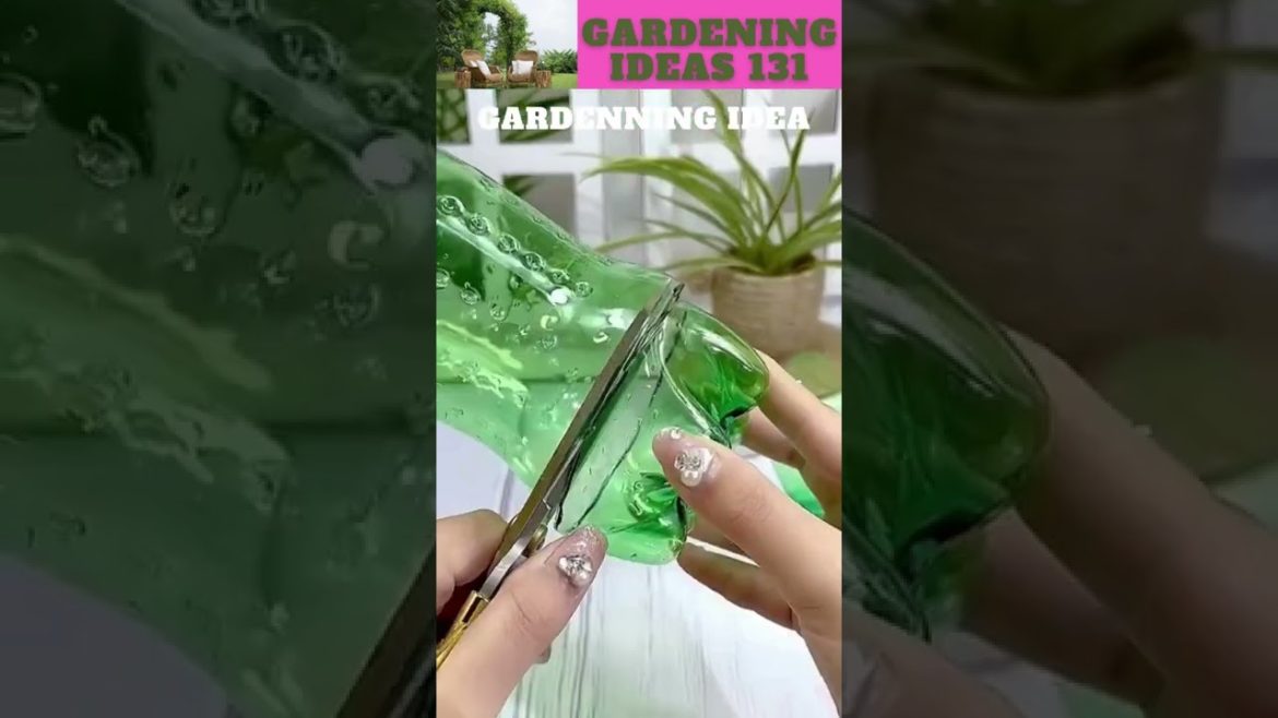 Empty bottles can grow plant like thisππ΄π±πΏπ/gardening ideas π Empty bottles can grow plant like thisππ΄π±πΏπ/gardening ideas π