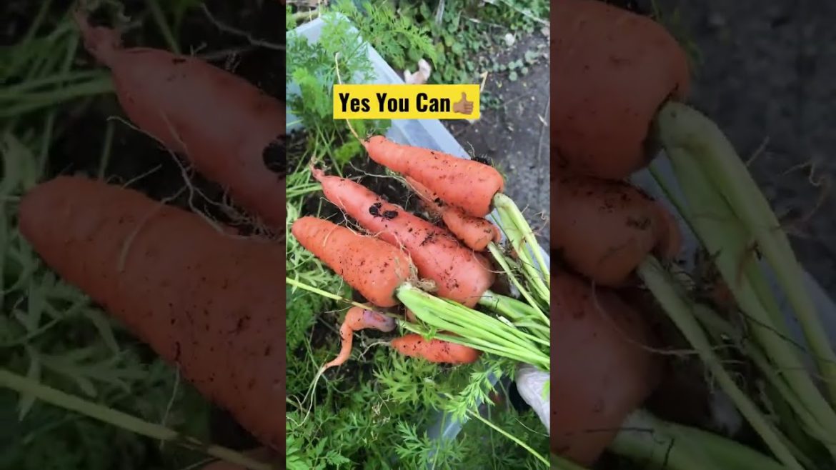 ๐ฅ๐ฅ#Container gardening #Growing carrots in containers ๐ฅ๐ฅ#Container gardening #Growing carrots in containers