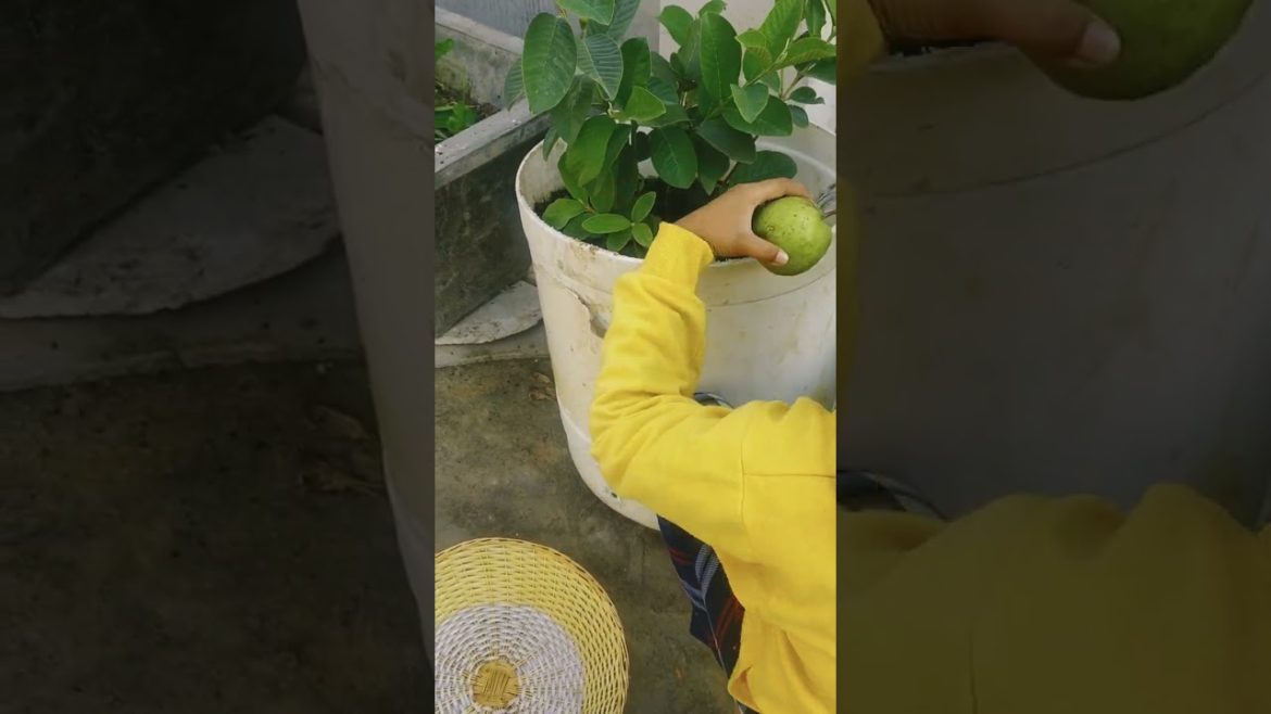 #shorts/@Atia ki rasoi aur garden /#viralshorts