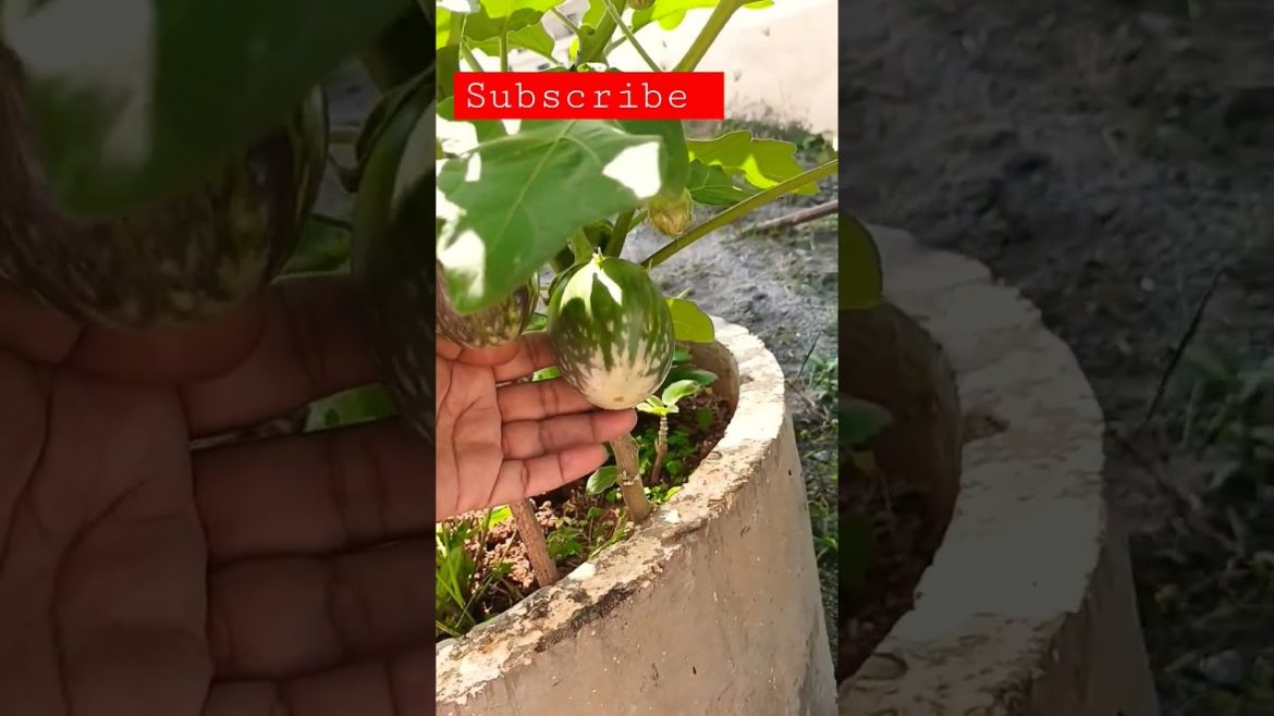 brinjal its time to harvest ๐ #shorts #youtubeshorts #trending #viral brinjal its time to harvest ๐ #shorts #youtubeshorts #trending #viral