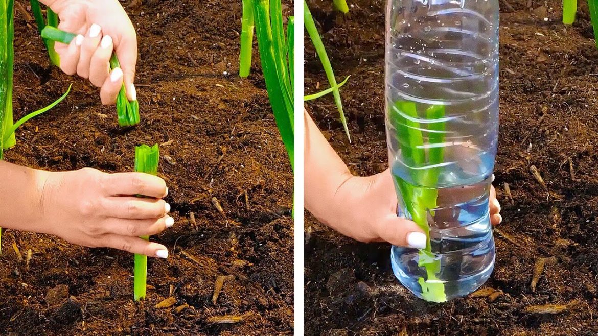 Awesome Ways to Water and Hang Plants || Gardening Tips And Tricks