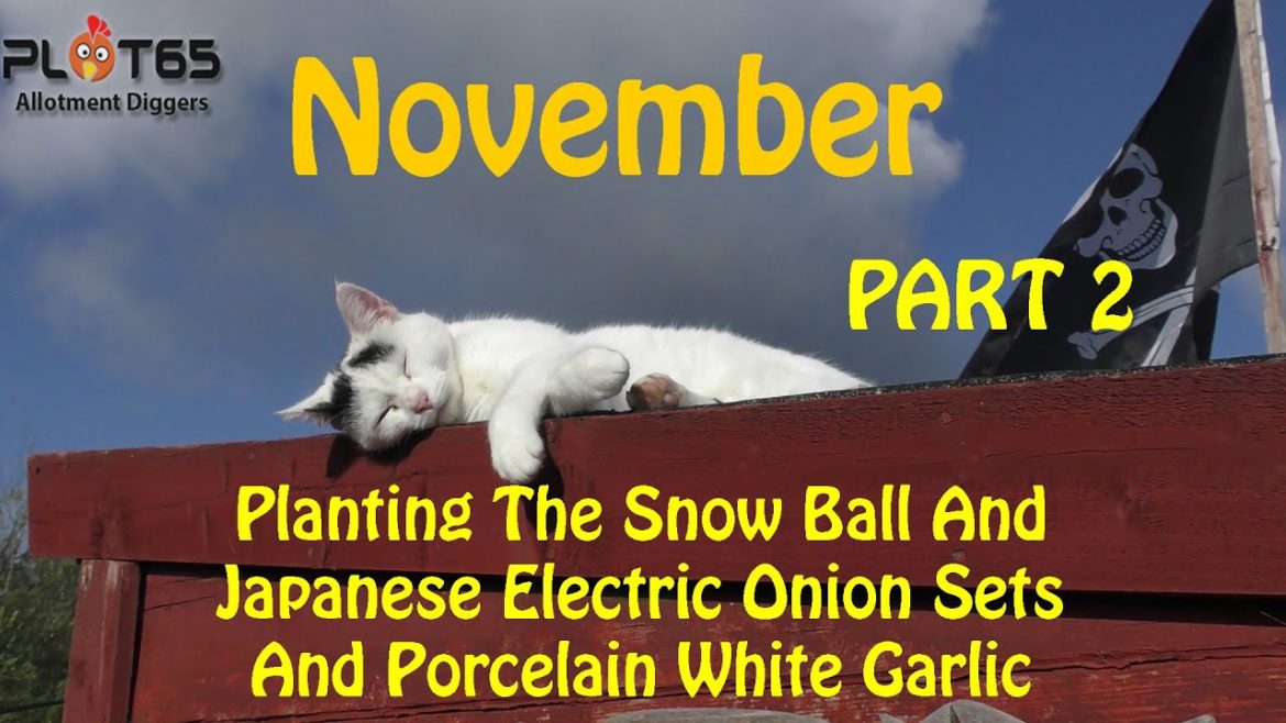 Planting The Snow Ball And Japanese Electric Onion Sets And Porcelain White Garlic