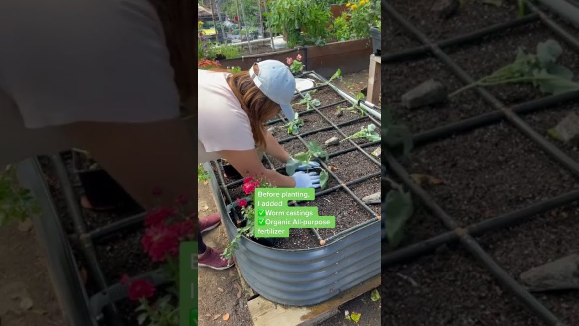 Growing Broccoli In Your Home Garden #shorts #gardening #gardeningtips