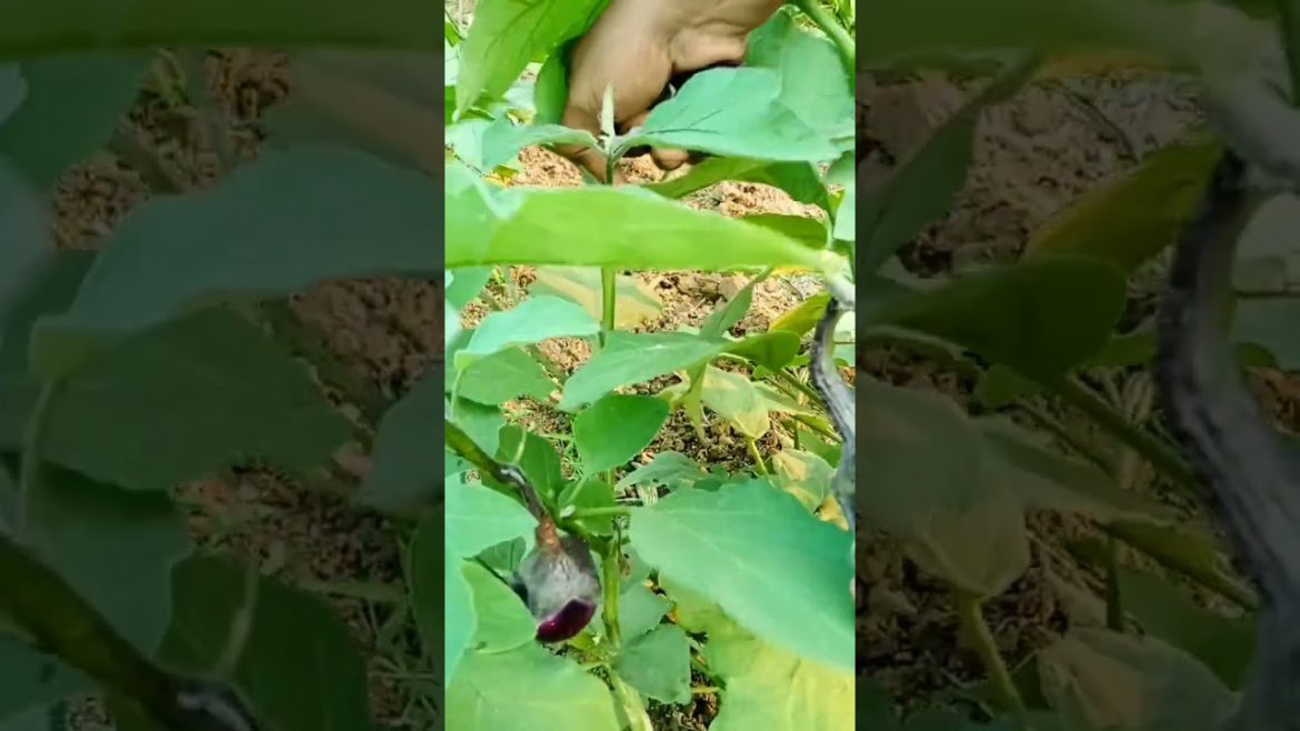 I harvest brinjal that's grown in my kitchen garden #shorts