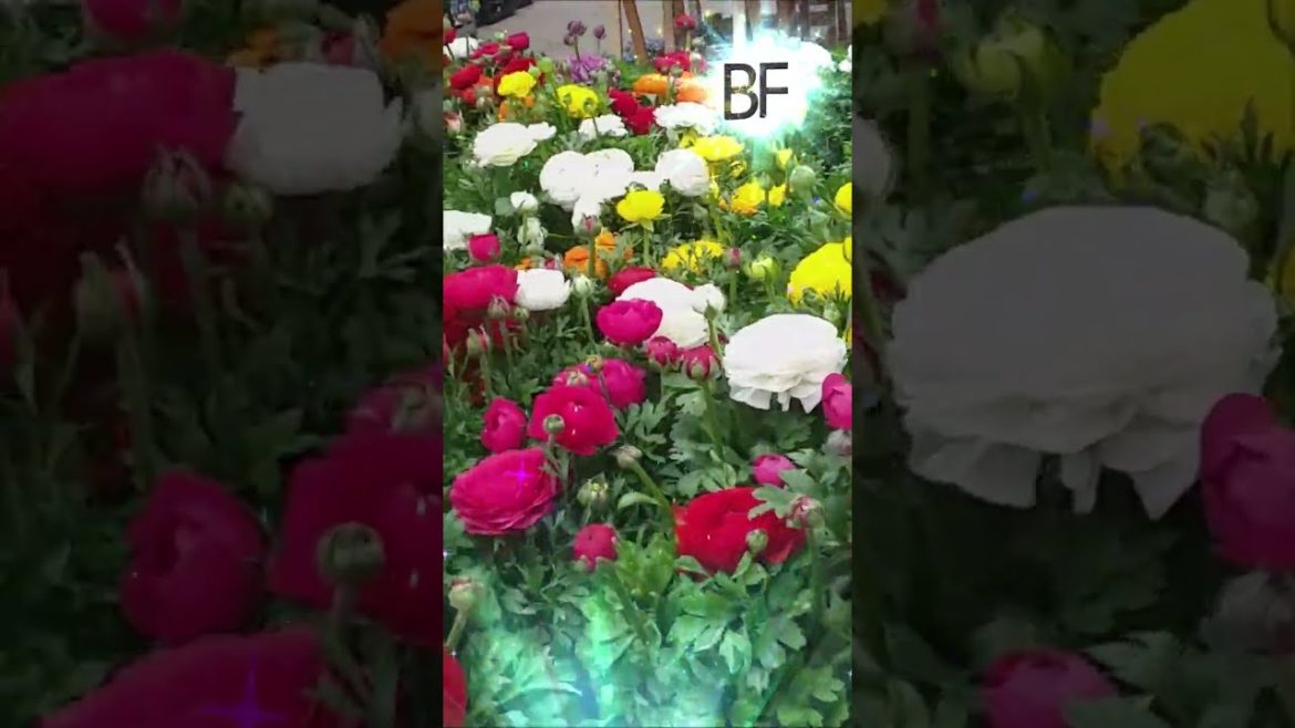 COLORFUL ROSEs?!‼️🌹🌷GARDEN #shorts BF CHANNEL #viral#trending#plant#pot#flower#garden#rose