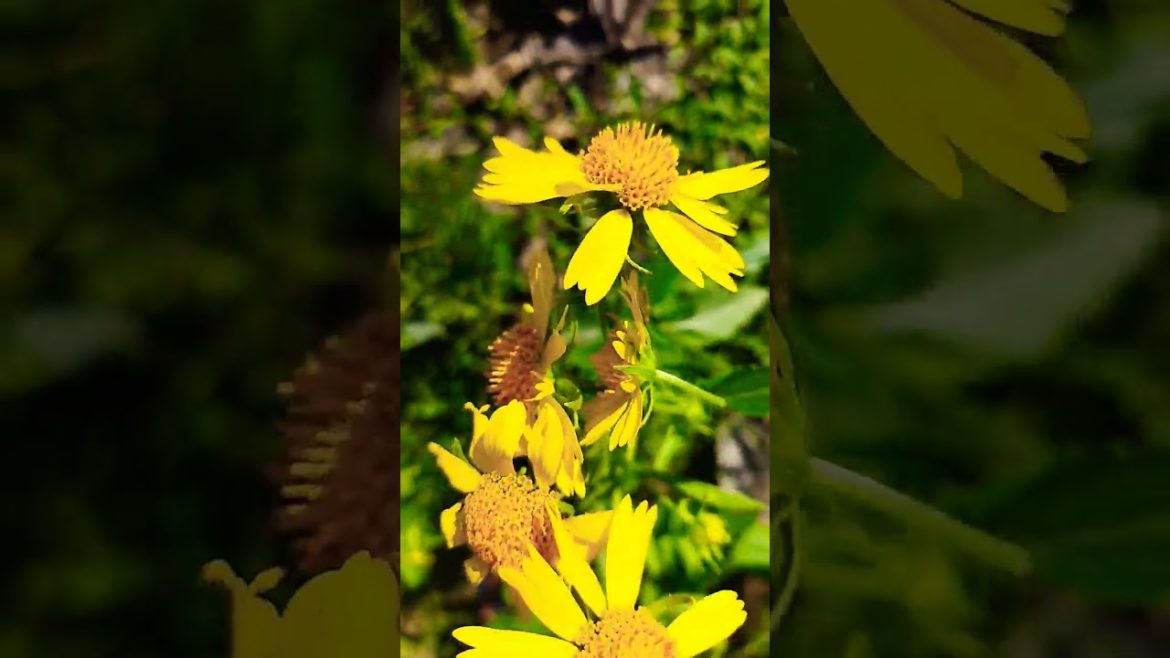 Yellow Flower ๐ Il Desi Gardening ll #flower #ytshorts #desigardening #shorts Yellow Flower ๐ Il Desi Gardening ll #flower #ytshorts #desigardening #shorts