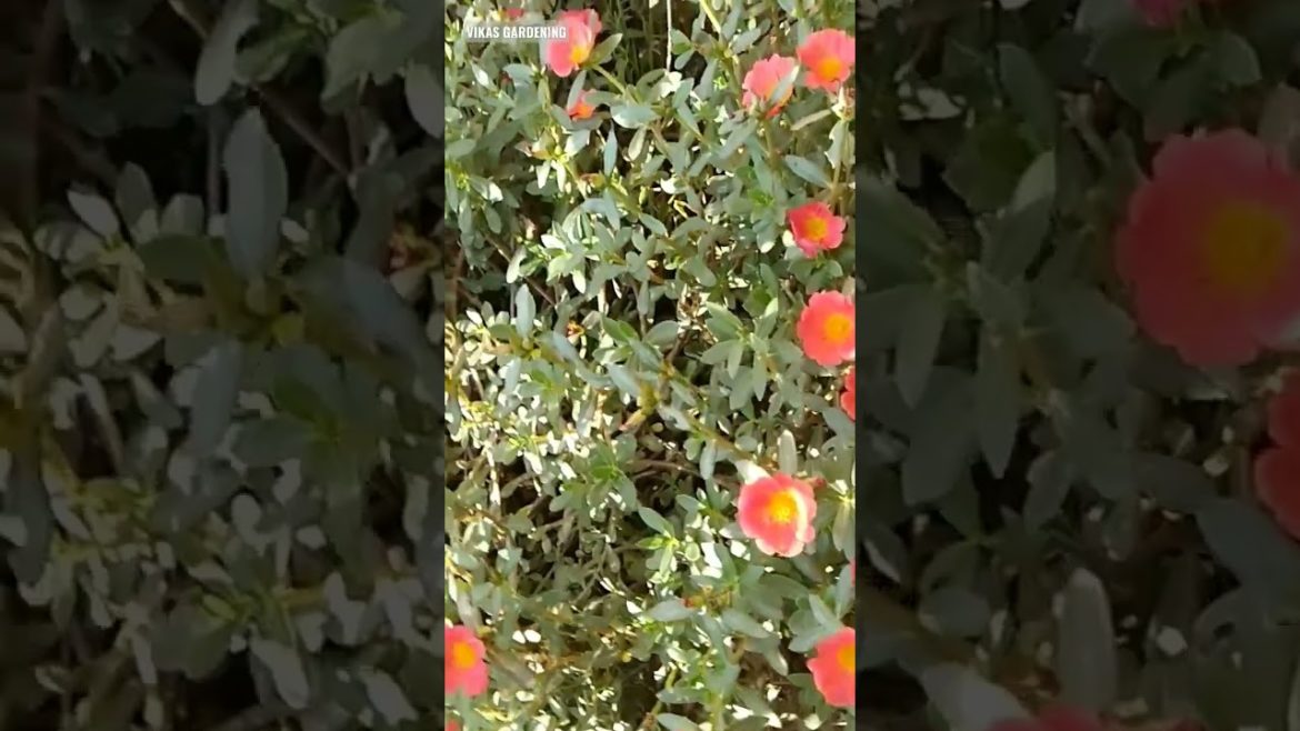 Beautiful Flowers | Vikas Gardening | Permanent Flowering Plant | #shorts
