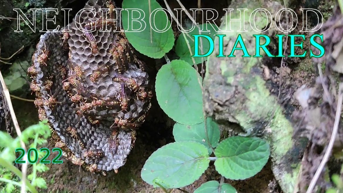 Himalayan Flavours: Neighbourhood Diaries