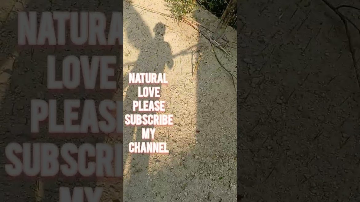 Terrace garden harvest.Rainy day terrace garden update#terracegardenharvest#organicharvest#shorts