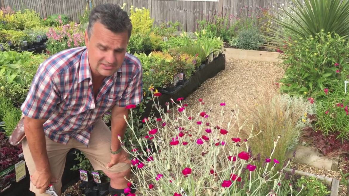 Antony's Gardening Tips - Lychnis