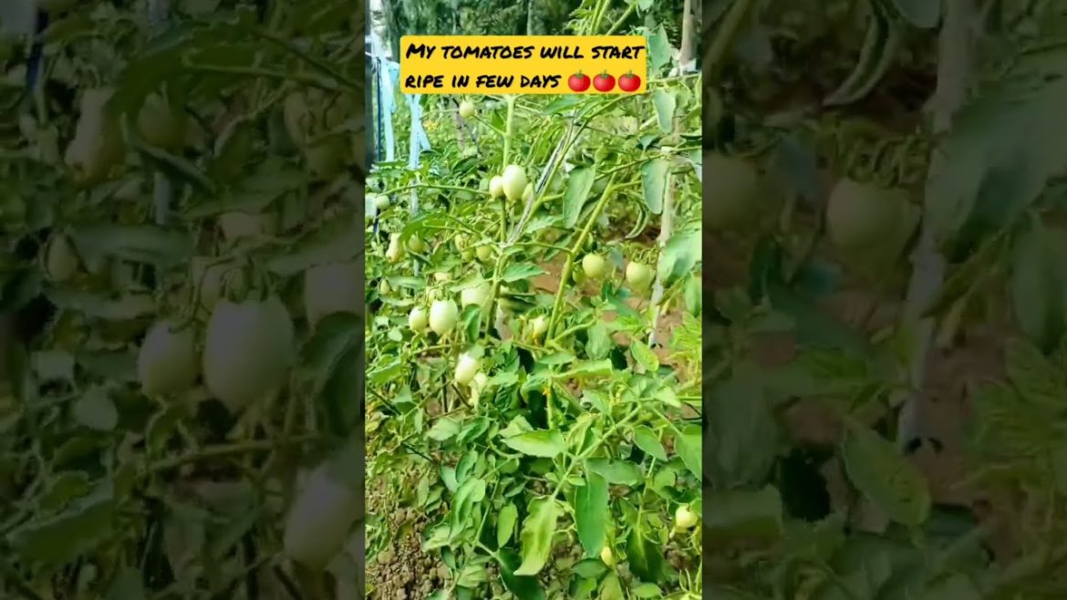 my tomatoes will start ripe in few days #shorts my tomatoes will start ripe in few days #shorts