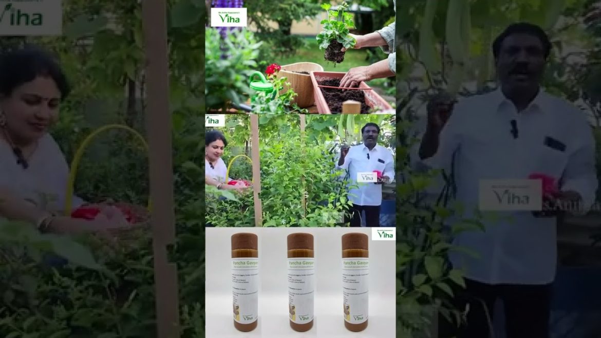 Dull uh இருக்கீங்க ? பஞ்சக்கவ்யம் டானிக் தரேன் ! | Anitha Pushpavanam Kuppusamy Terrace Garden Tips Dull uh இருக்கீங்க ? பஞ்சக்கவ்யம் டானிக் தரேன் ! | Anitha Pushpavanam Kuppusamy Terrace Garden Tips