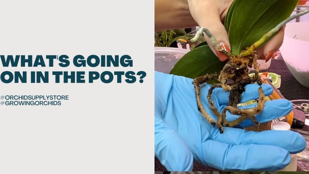 Phal Sogo Vivien Repot Repot of two Phal Sogo Vivien orchids with no roots