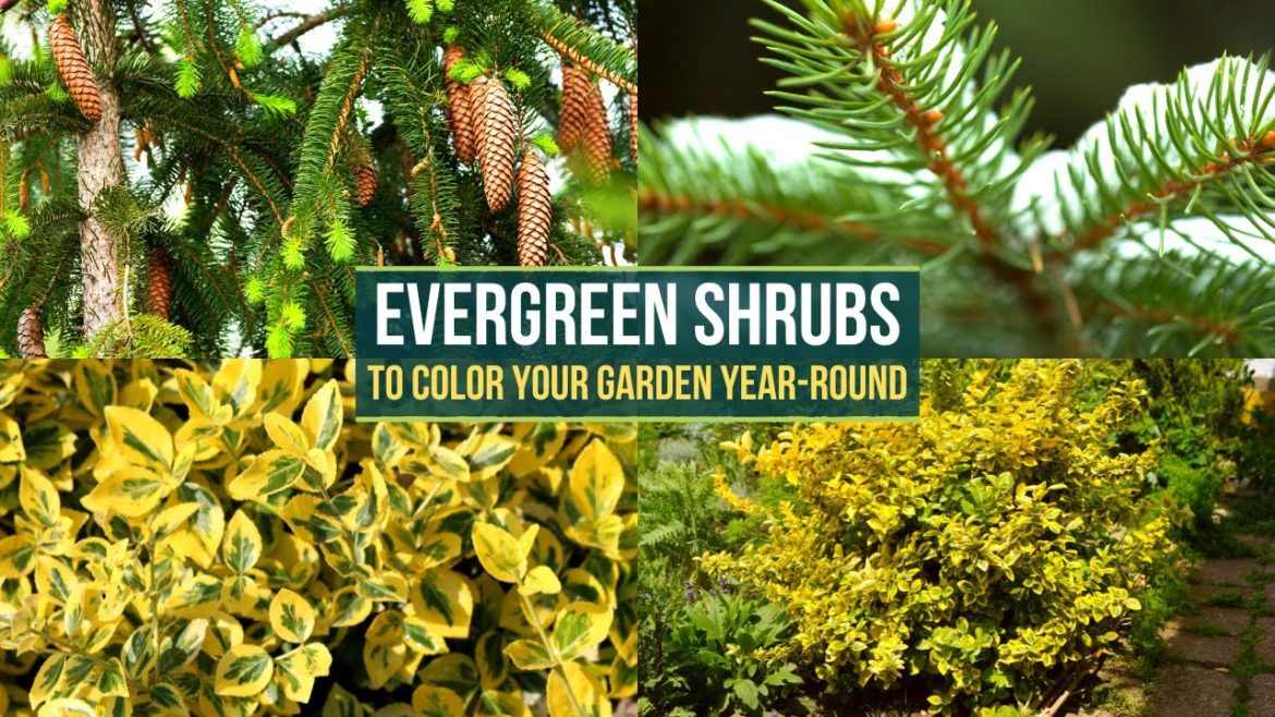 Top 5 Evergreen Shrubs to Color Your Garden Year-Round