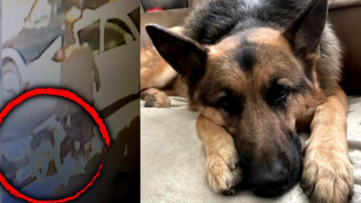 German Shepherd That Acted as Service Dog Taken From Yard
