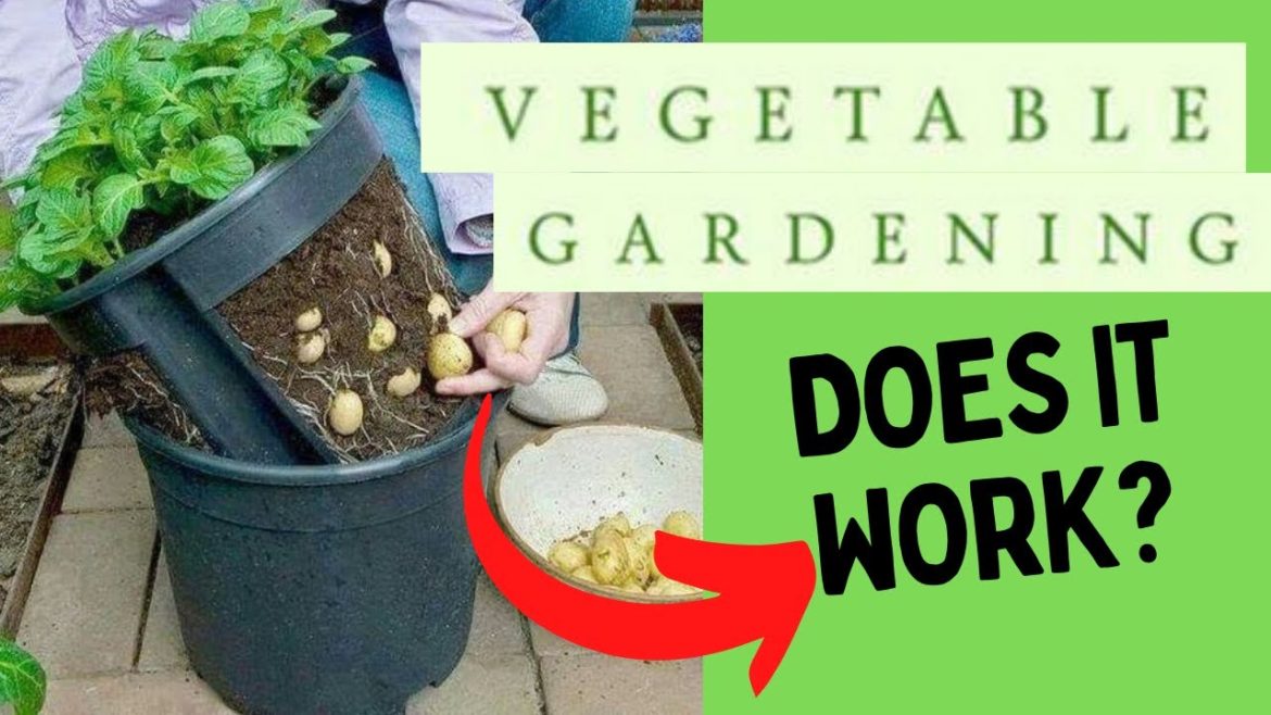 Vegetable Gardening Course Review| Vegetable Gardening Course Is Good? Gardening Vegetables At Home Vegetable Gardening Course Review| Vegetable Gardening Course Is Good? Gardening Vegetables At Home