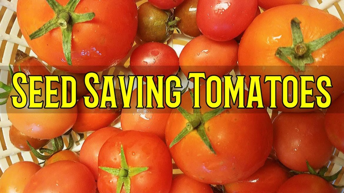 BEST Way to Save Tomato Seeds for Next Year | Vegetable Garden | Growing Your Own Vegetables in 2023 BEST Way to Save Tomato Seeds for Next Year | Vegetable Garden | Growing Your Own Vegetables in 2023