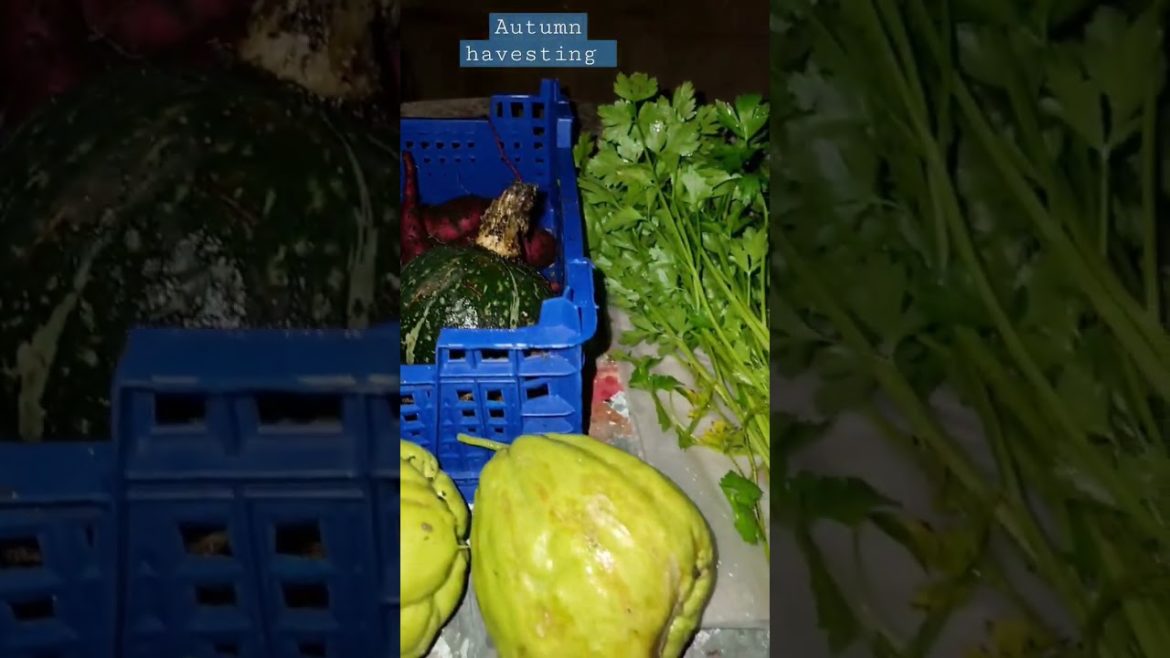 Sunday's Harvest: Tips for a Successful Garden #shorts #harvesting #gardening