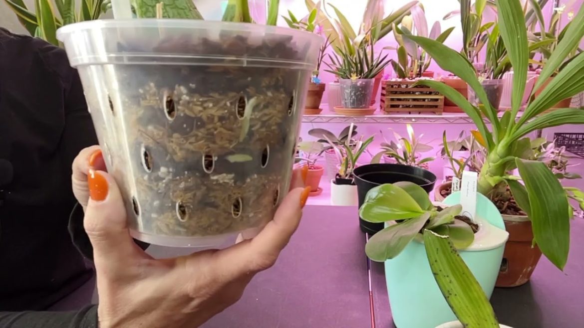 LONG VERSION Here are my 5 FAVORITE ORCHIDS!!! What are your 5 FAVORITES?