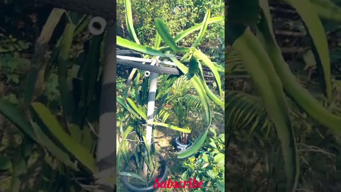 Dragon fruit plant growing tips || Short video ||@Garden Explore