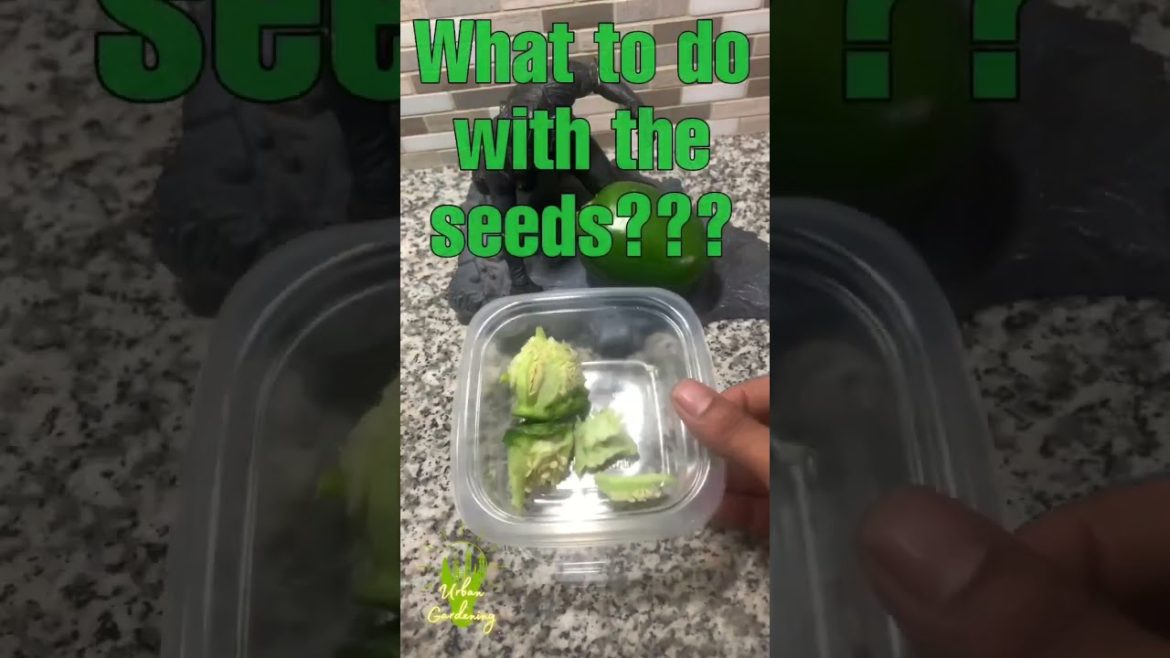 Saving Money/Storing Harvested Bell Peppers #shorts #gardening #urbangardening