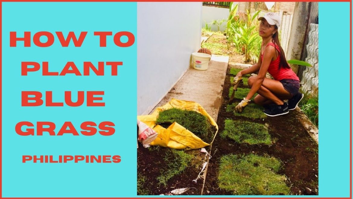 Fix your ugly Lawn by doing this ll Gardening tips that work ! Fix your ugly Lawn by doing this ll Gardening tips that work !