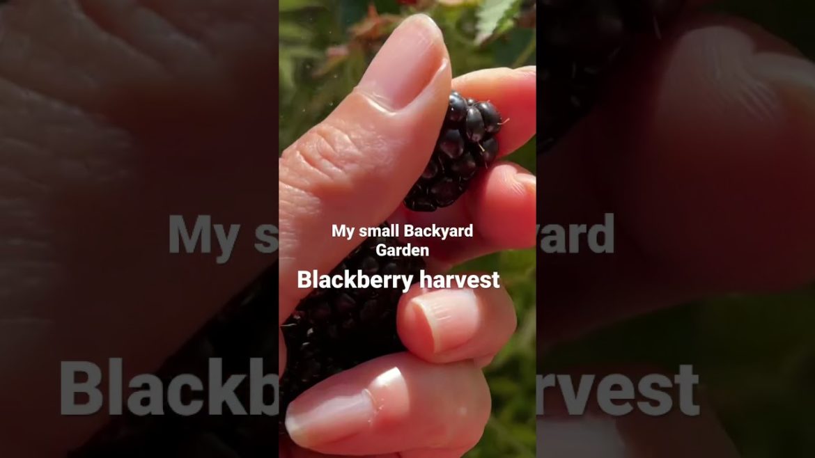 My small Backyard garden, harvesting blackberries