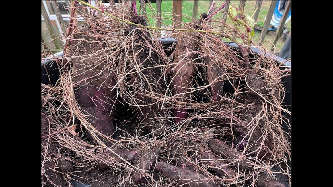 Our Final Ube Yam Harvest 2022 | East Meets West  | #Shorts