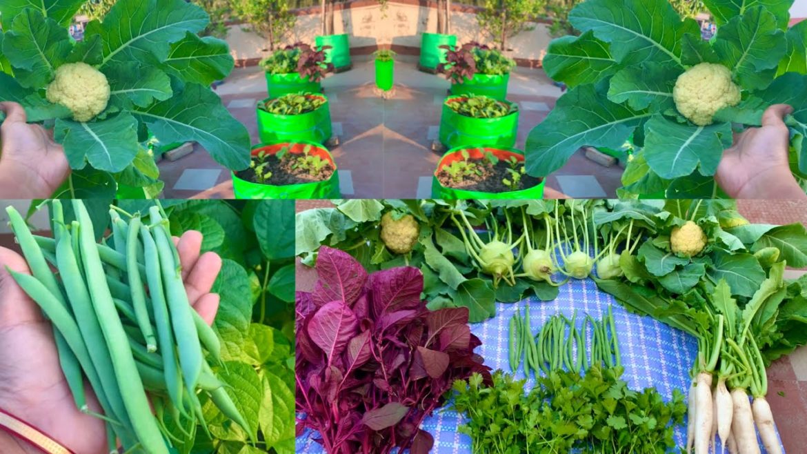 Great Harvesting From My Rooftop Organic Vegetable Garden // Harvesting Organic Vegetables