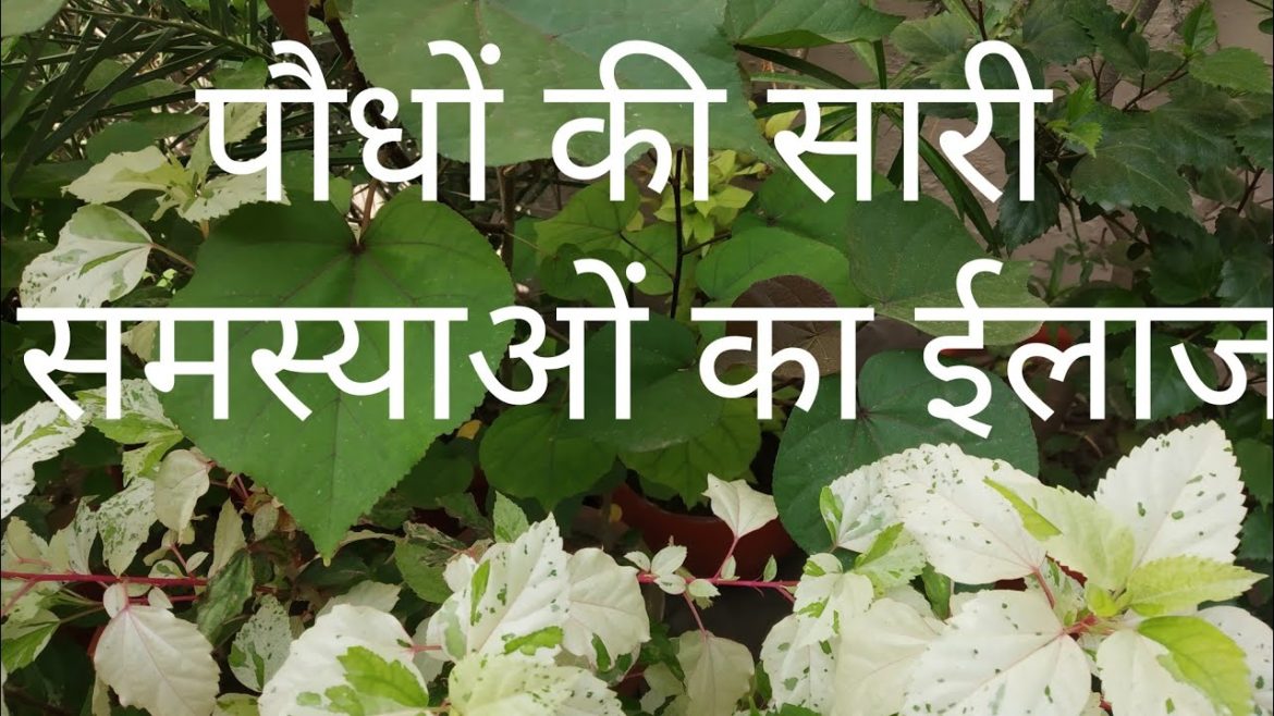 Each and every solution of plants👉Most useful gardening tips for beginners Each and every solution of plants👉Most useful gardening tips for beginners