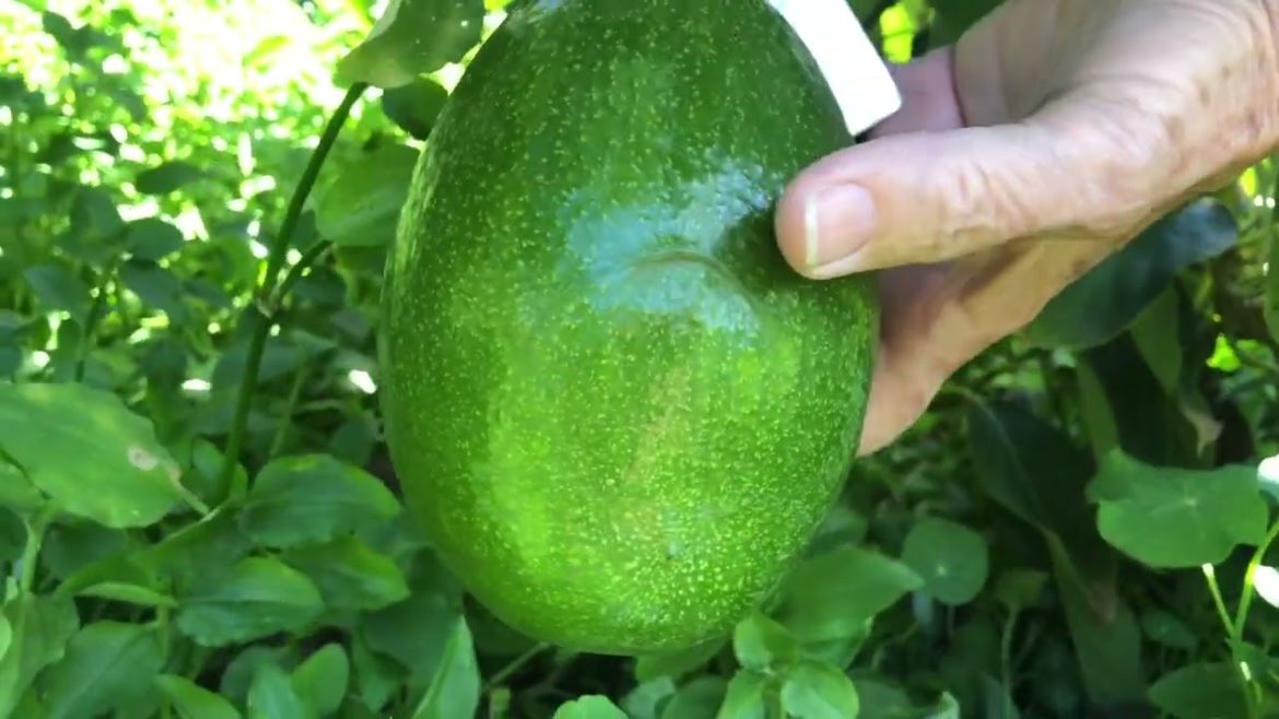 A Tour of Julie Frink’s Garden A Tour of Julie Frink’s Garden