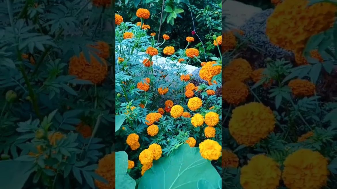 my marigold plant 12/11/2022 #shorts #shortsvideo #youtubeshorts my marigold plant 12/11/2022 #shorts #shortsvideo #youtubeshorts