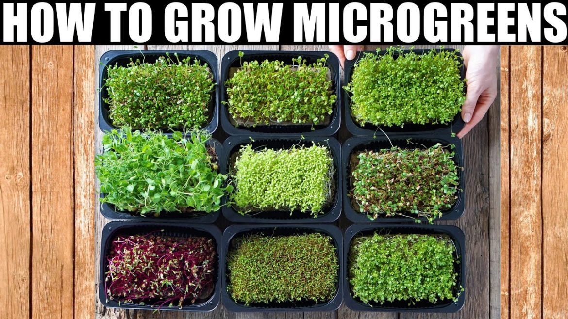 How To Grow Microgreens | Ready To Eat in 10 Days How To Grow Microgreens | Ready To Eat in 10 Days