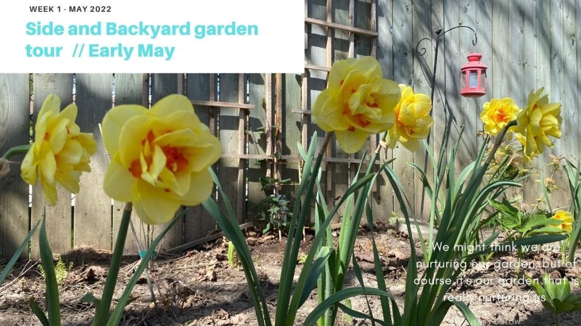Early May Side and Backyard Garden Tour / Garden walkabout 🌸