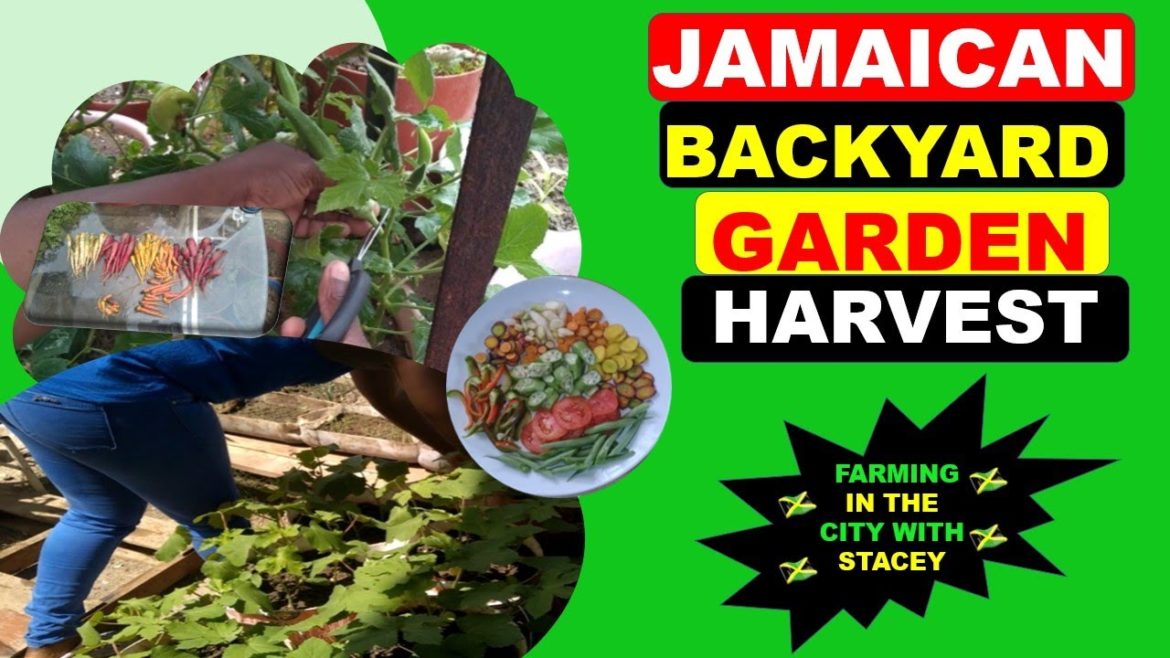 Jamaican Backyard Garden Harvest (Farming In The City With Stacey) Jamaican Backyard Garden Harvest (Farming In The City With Stacey)